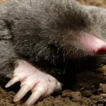 How to get rid of moles with gas?
