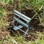 What is the best mole trap?