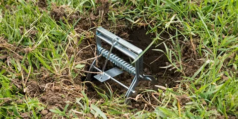 What is the best mole trap?