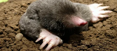 How to get rid of moles with gas?