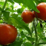 Happy Tomatoes, Happy Gardener: A Garbage Can Hack for Thriving Plants