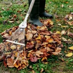 Skip the Rake: A Quirky Tip for Leaf-Covered Lawns - Give It a Good Stomping!